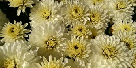 krizantém - Chrysanthemum