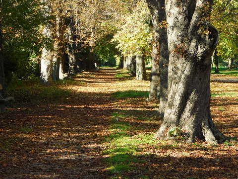 Balatonfűzfő, sétány/park, ősz