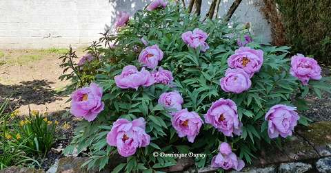 Pivoines