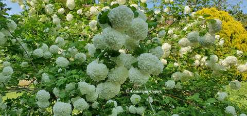Viorne Boule de Neige