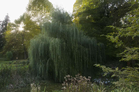 Arborétum Püspökszentlászlón