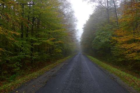 címlapfotó erdő út ősz