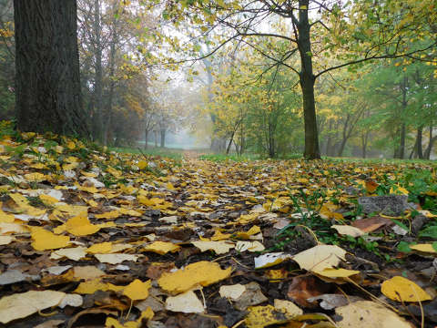Erdei út, Balatonfűzfő
