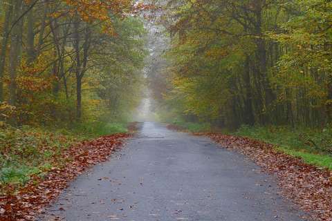 címlapfotó erdő köd út