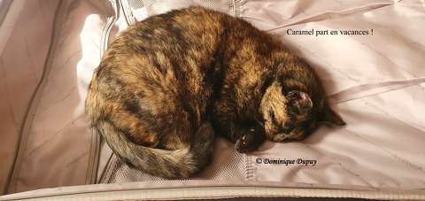 Chatte - Caramel