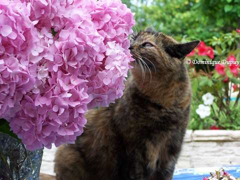 La Chatte Mimine