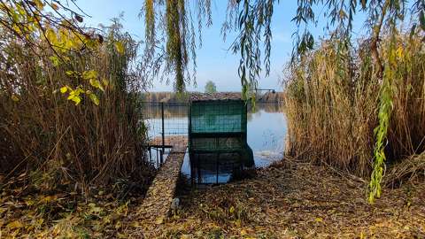 Holt Tisza