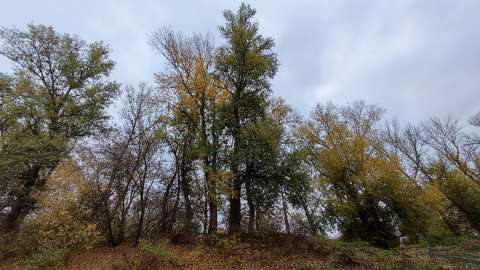 Tisza partja