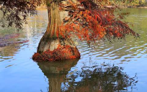 címlapfotó fa mocsári ciprus ősz