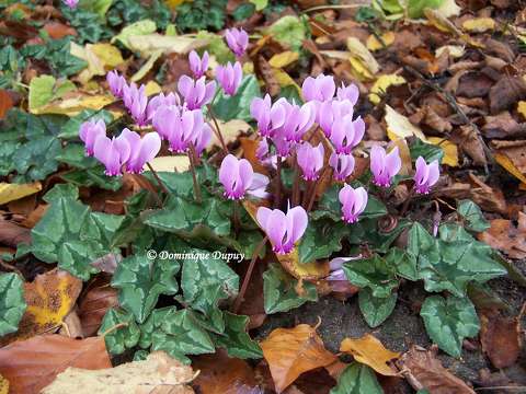 Cyclamens