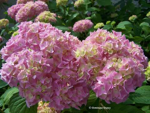 Hortensias