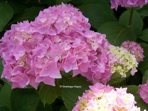Hortensias