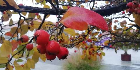 Crataegus pinnatifida 'Bíbor' – Kínai galagonya