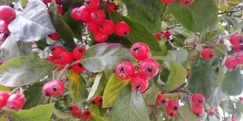 Crataegus pinnatifida 'Bíbor' – Kínai galagonya