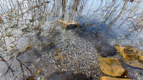 balaton kagyló tó