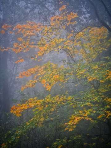 fa köd ősz