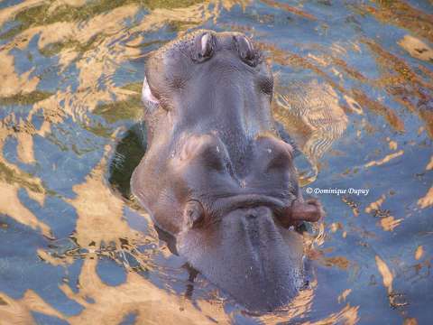 Zoo de Beauval - Hippopotame