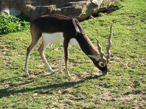 Zoo de Beauval - Antilope