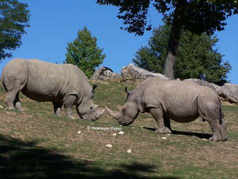 Zoo de Beauval - Rhinocéros