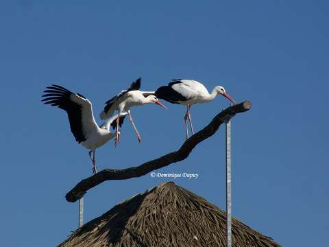 Zoo de Beauval - Cigognes