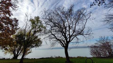 balaton fa magyarország tó