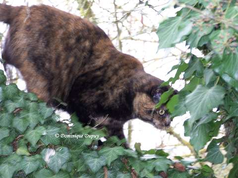 Chatte - Caramel