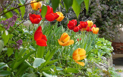 BUDAI TULIPÁNOS KERT