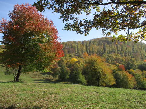 címlapfotó erdő fa ősz