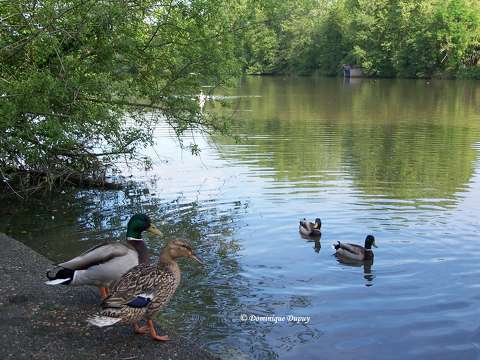 Canards Colverts sur Les bords du Loiret