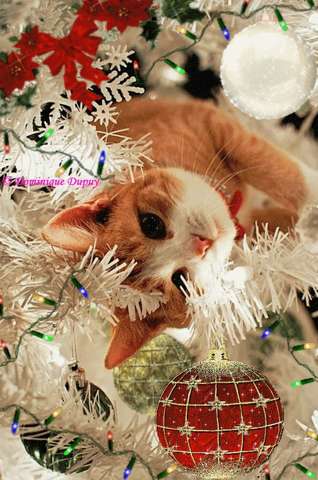 Christmas Cat
