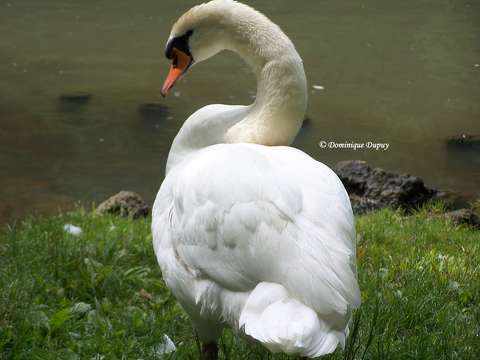 Cygne sur le Loiret