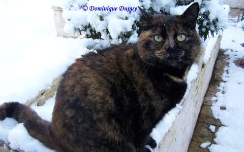 Chatte - Caramel