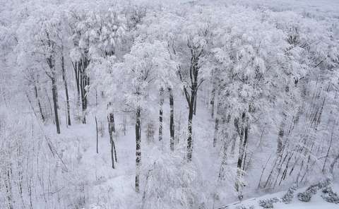 címlapfotó erdő tél zúzmara