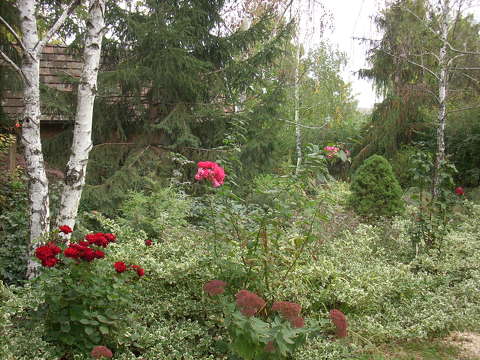 Kert,ősz.park