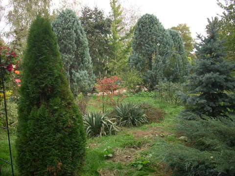 Ősz,kert,fenyő,tuja,park