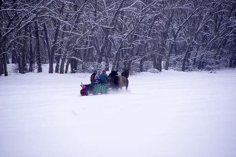 címlapfotó lovak tél