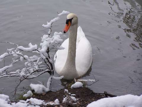 Cygne sur le Loiret