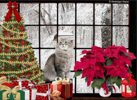 Chat à Noël