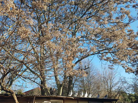 Napozó póstagalambok