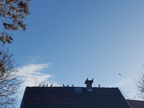 Galambok a háztetőn