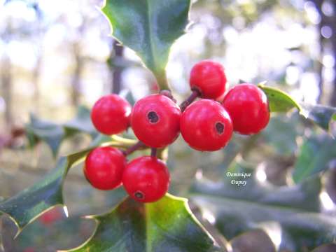 Branche de Houx