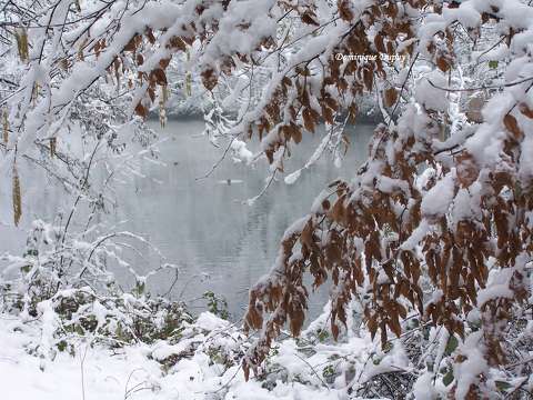 Les bords du Loiret en hiver