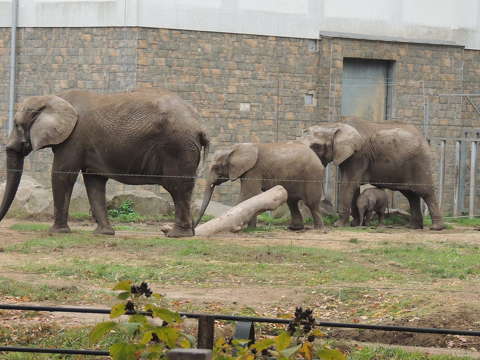 Nyíregyháza  négy fős elefántcsorda