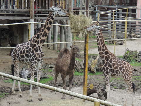 Nyíregyházi Állatkert zsiráfjai a tevével