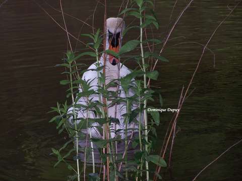 Cygne