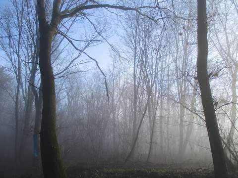 erdő köd