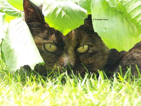 Chatte - Caramel