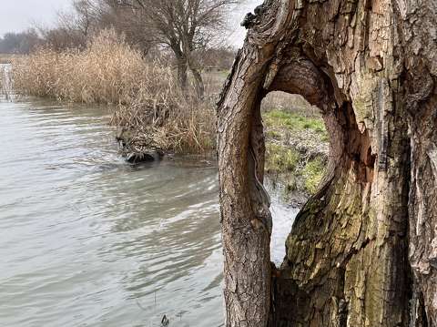 Morotva, Tiszanagyfalu