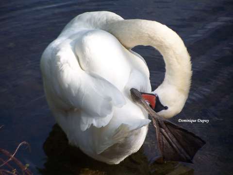 Cygne au Bord du Loiret