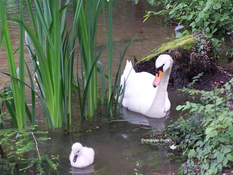 Cygne et cygneau au Bord du Loiret